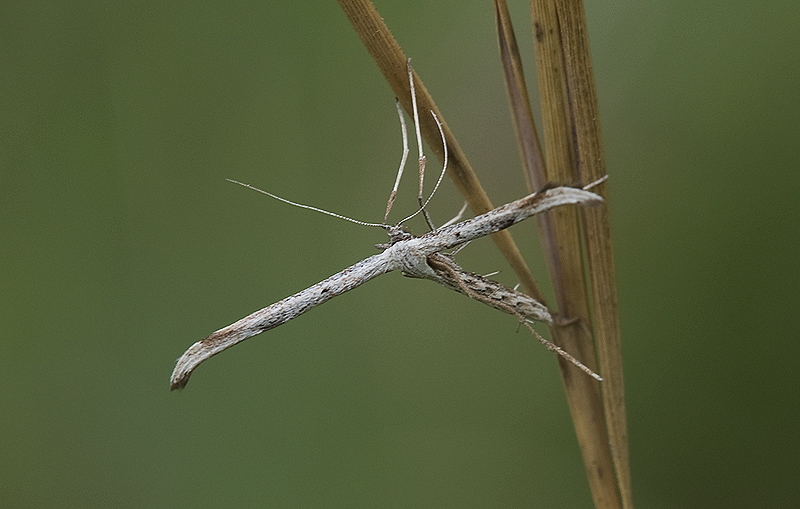 Emmelina monodactyla Pterophoridae